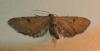 Eupithecia sp.